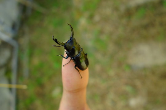 A smalls corpion(Dorcus titanus sika) stey on finger.