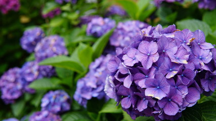 Many purple hydrangea flowers and green leave in garden. Shallow depth of field.