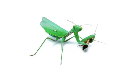 A green female pray manti(Hierodula bipapilla) is eating a cockroach. 
