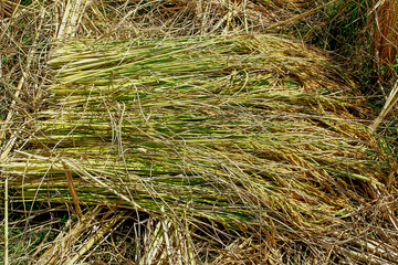 Hand harvesting in rural Thailand,Straw.