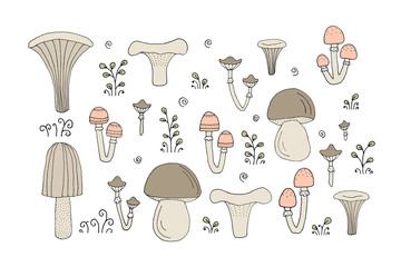 The drawing - set with forest mushrooms and hand drawn elements.