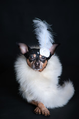 Dog is luxurious, in white boa and with a decoration on his head on a black background. Cabaret...