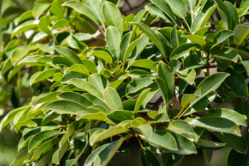 leaves of tree - Michelia compressa - is in Saga prefecture, JAPAN.