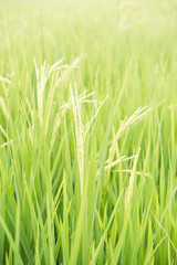 Fototapeta na wymiar Green Rice Field
