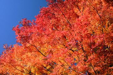 Colored leaves of the maple-1