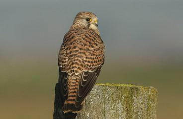 A beautiful Kestrel, Falco tinnunculus, perching on a wooden fence post.