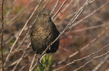 A pretty female Blackbird, Turdus merula, perching on a branch in a tree.