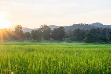 Rice fields and crops in sunset.