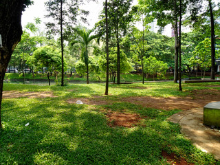 Green trees and grass at the park