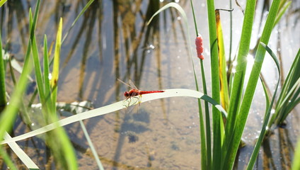 A red dragonfly stey on a long green leaf grown in the pond with sunshin reflective. - Powered by Adobe