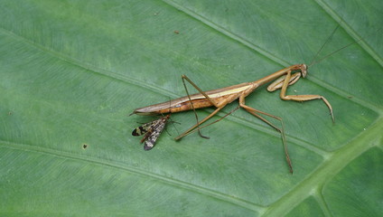 A scorpion is eating the praying mantis corpse on green leaf. Life education teaching material. 