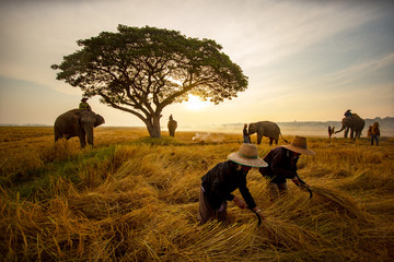 Thailand Countryside; Silhouette elephant on the background of sunset, elephant Thai in Surin...