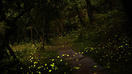 Firefly (lightning bug) flying in the forest. Go on firefly tour in north Taiwan.