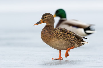 Two wild ducks approaching together on ice in wintertime. Couple of mallards, anas platyrhynchos, facing camera and walking forward on frozen river. Concept of animal relationship and love.