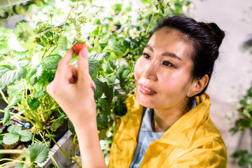 Greenhouse worker taking ripe strawberry while taking care of blooming crops