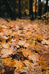 Maple leaves on the ground