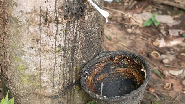 Milky latex extracted from rubber tree as a source of natural rubber