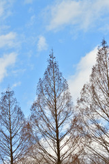 落葉した冬のメタセコイアの並木をローアングルで撮影した写真