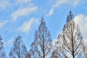 落葉した冬のメタセコイアの並木をローアングルで撮影した写真