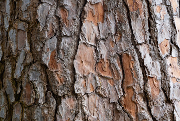 bark of a pine tree