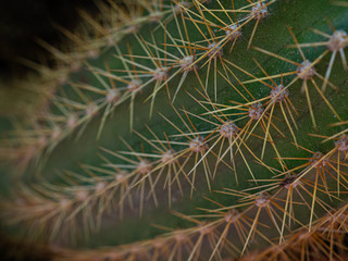 cactus needles close up
