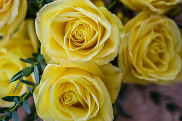 Close up of beautiful yellow rose