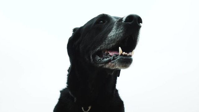 A close up shot of a happy black Labrador dog. Shot in slow motion 60p.