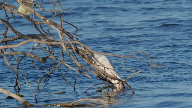 Little Corellas (Cacatua sanguinea) drinking from the branches of a tree in Western Australia.