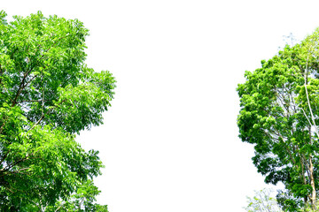 Nature frame of jungle trees with tropical rainforest foliage plants (Monstera, bird&rsquo;s nest fern, golden pothos and forest orchid,) growing in wild isolated on white background with clipping path.