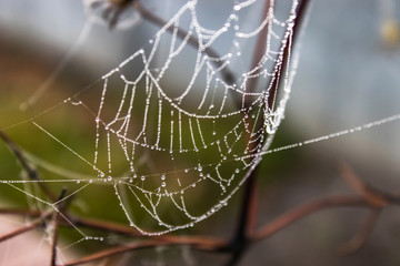 Spider web with drops of water.