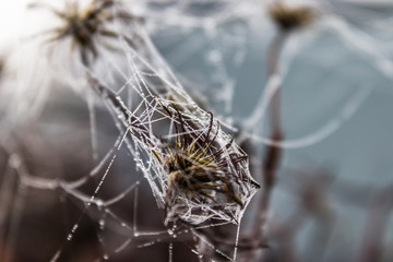 Spider web on grass with drops of water.