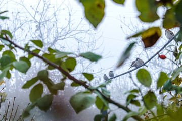 Little sparrows are sitting among the yellow and green leaves in the fog.