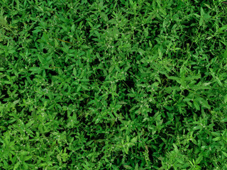 Nature view of dark green tropical leaves for background and wallpaper in park. Natural green plants landscape