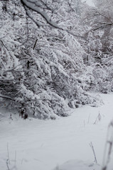 Winter concept. Winter forest  background. forest and river in the snow