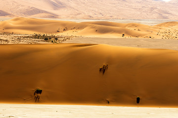 Fototapeta na wymiar Beautiful landscape of orange sand dune desert at Namib desert in Namib-Naukluft national park Sossusvlei in Namibia.