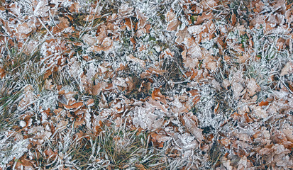 Background of autumn leaves and grass in frost. october or november time. Frozen fall leaves in hoarfrost. Beautiful natural seasonal backdrop. full frame. soft focus