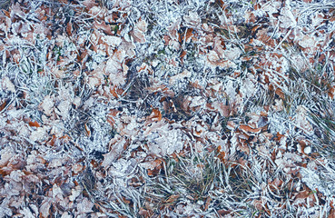 Background of autumn leaves and grass in frost. october or november time. Frozen fall leaves in hoarfrost. Beautiful natural seasonal backdrop. full frame. top view. soft focus