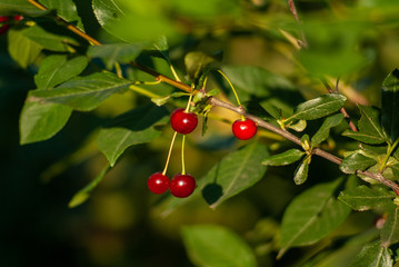 A branch of felt cherry with ripe berries. Selective focus