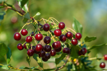 A branch of felt cherry with ripe berries. Selective focus