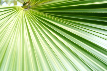 Obraz premium Palm leaves