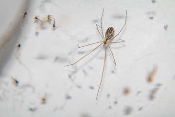 Cellar spider in its web with flies trapped in the web.