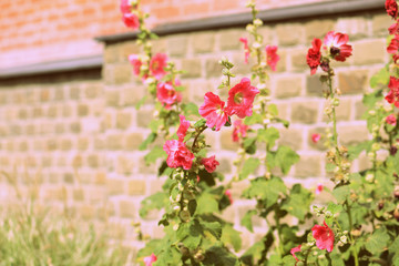 Flowering hollyhock on a summer day close-up, retro style toned
