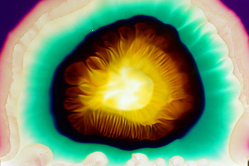 Macro photography of colorful fluids