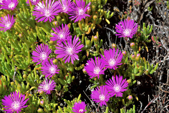 マツバギク 松葉菊 ランプランサスの背景 Stock Photo Adobe Stock