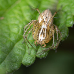Small white spider on a green leaf macro..