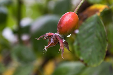 Dog-rose fruit. Red berries of a red rose on a background of green leaves.