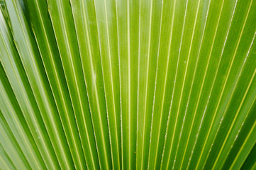 Obraz premium Palm leaves