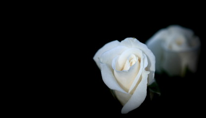Closeup beautiful fresh white rose on black background have copy space