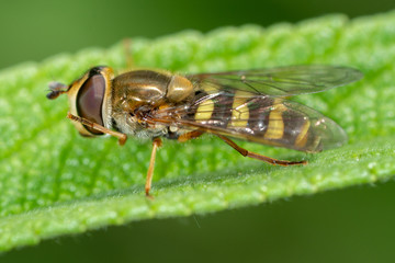 Small false bee hoverfly on green leaf.
