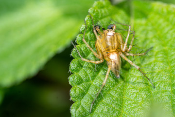 Small white spider on a green leaf macro..